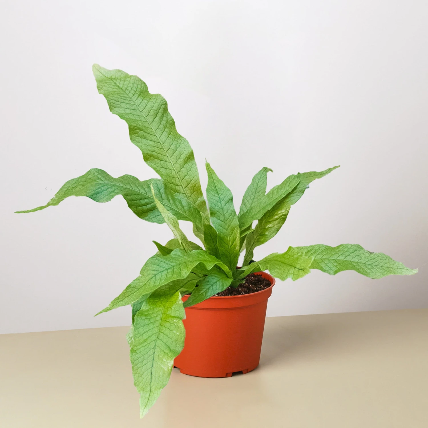 Fern 'Crocodile' 7 Fern 'Crocodile' - Image 7