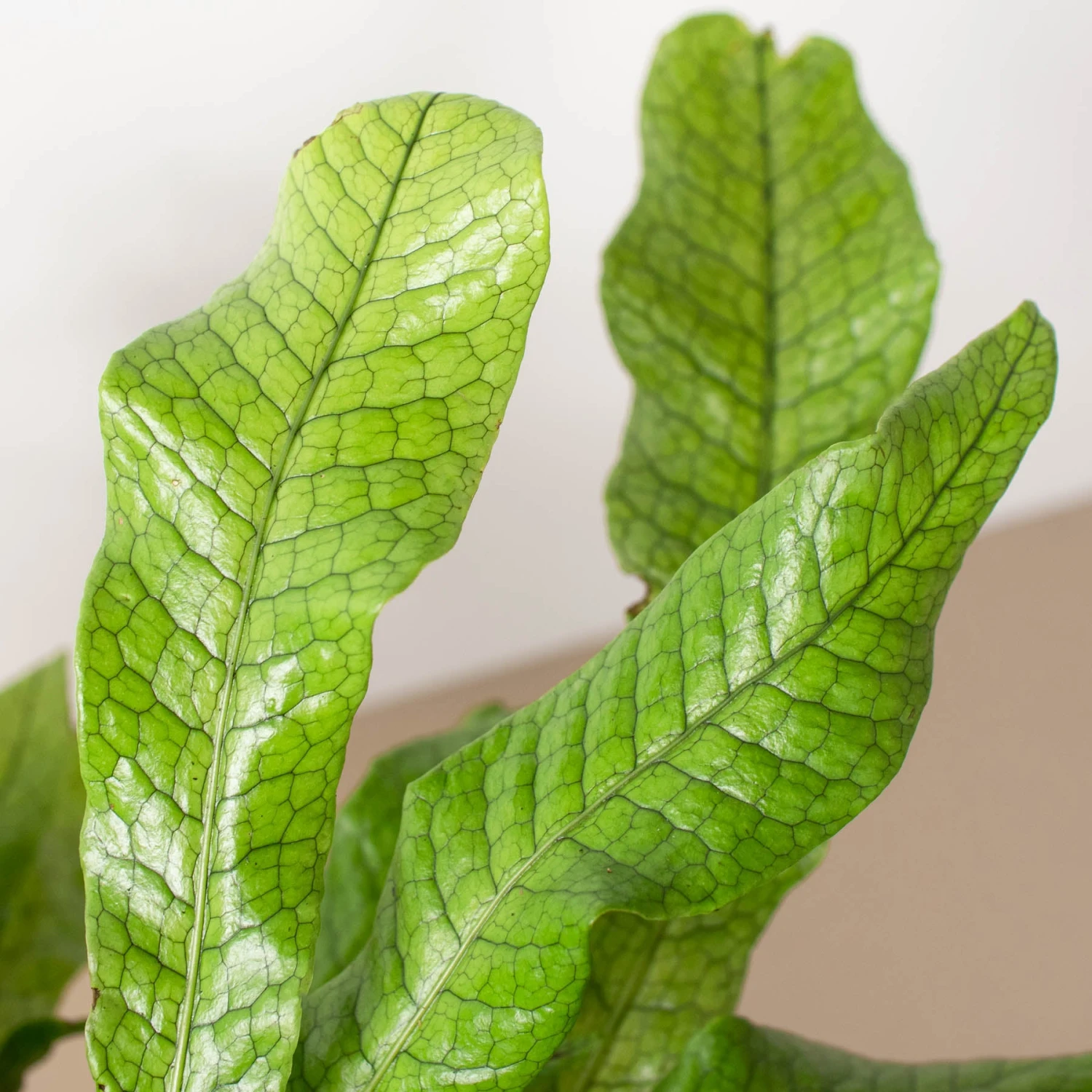 Fern 'Crocodile' 4 Fern 'Crocodile' - Image 4