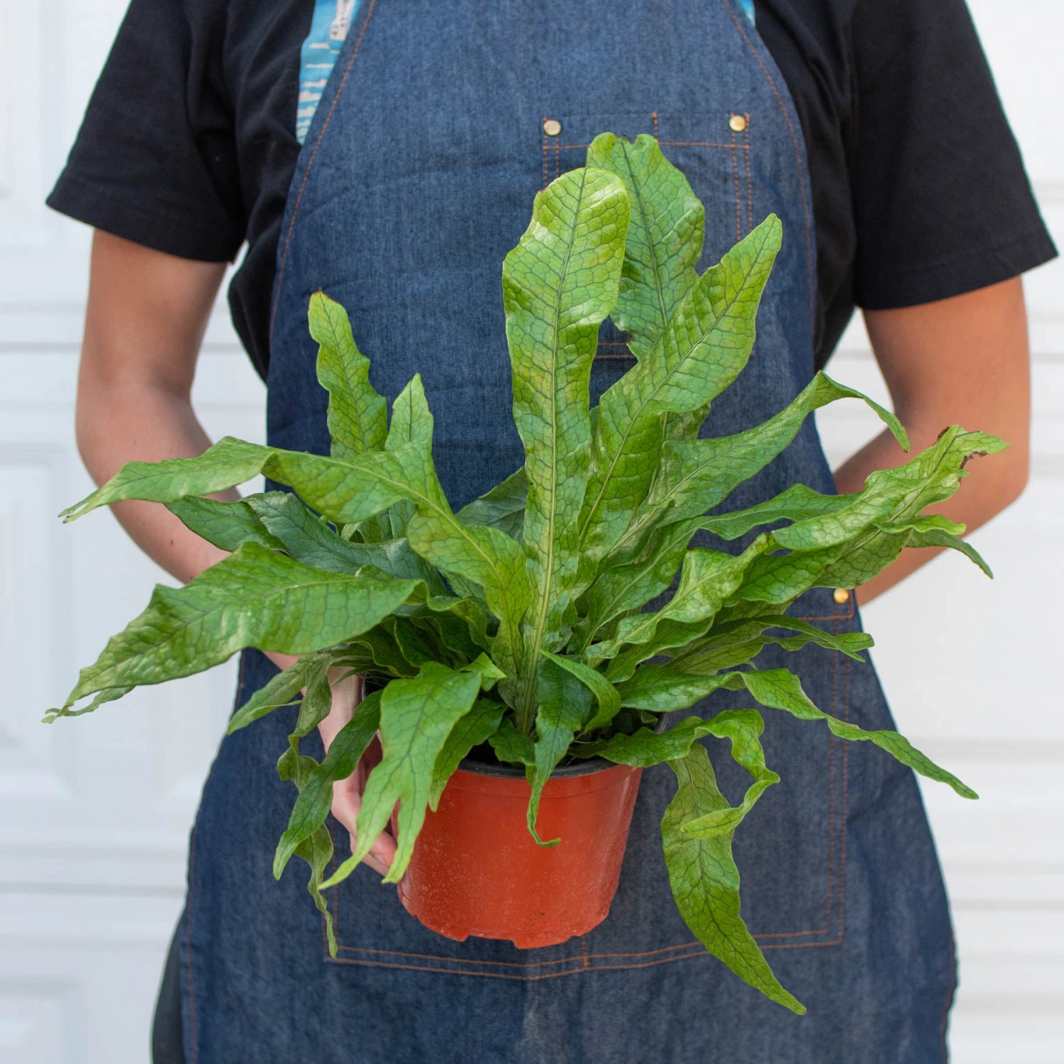 Fern 'Crocodile' 5 Fern 'Crocodile' - Image 5