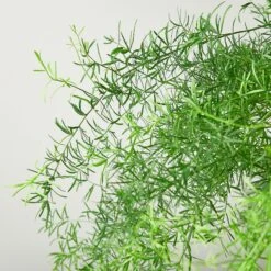 Fern 'Sprengeri' 8 Fern 'Sprengeri' -Plant house 6 FERN SPRENGERI DETAIL