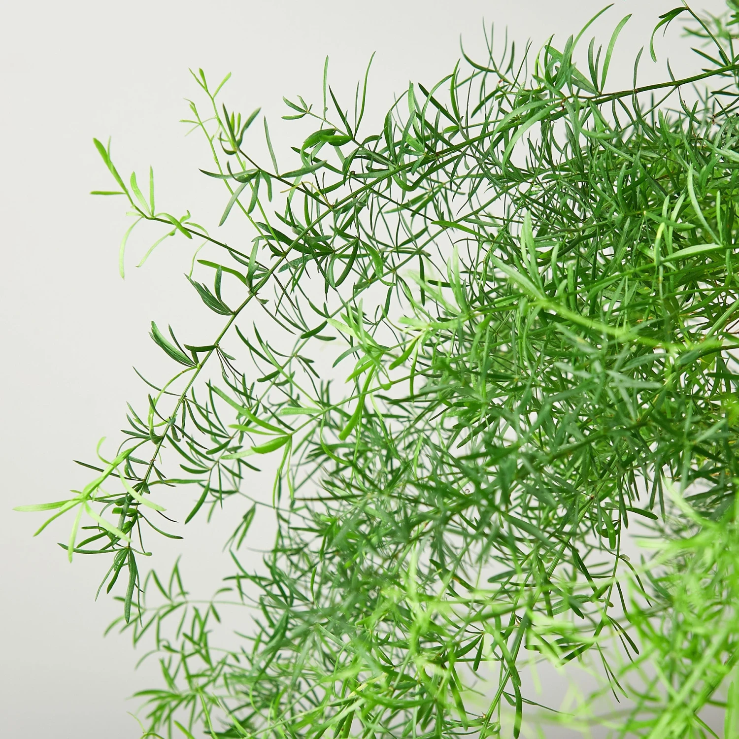 Fern 'Sprengeri' 3 Fern 'Sprengeri' - Image 3