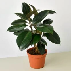 Ficus Elastica 'Burgundy' -Plant house 6 FICUS BURGUNDY 1