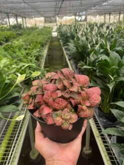 Fittonia 'Red' 13 Fittonia 'Red' -Plant house 6 FITTONIA RED TEMP 8.30.24