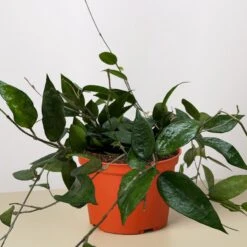 Hoya 'Black Margin' 8 Hoya 'Black Margin' -Plant house 6 HOYA BLACK.MARGIN