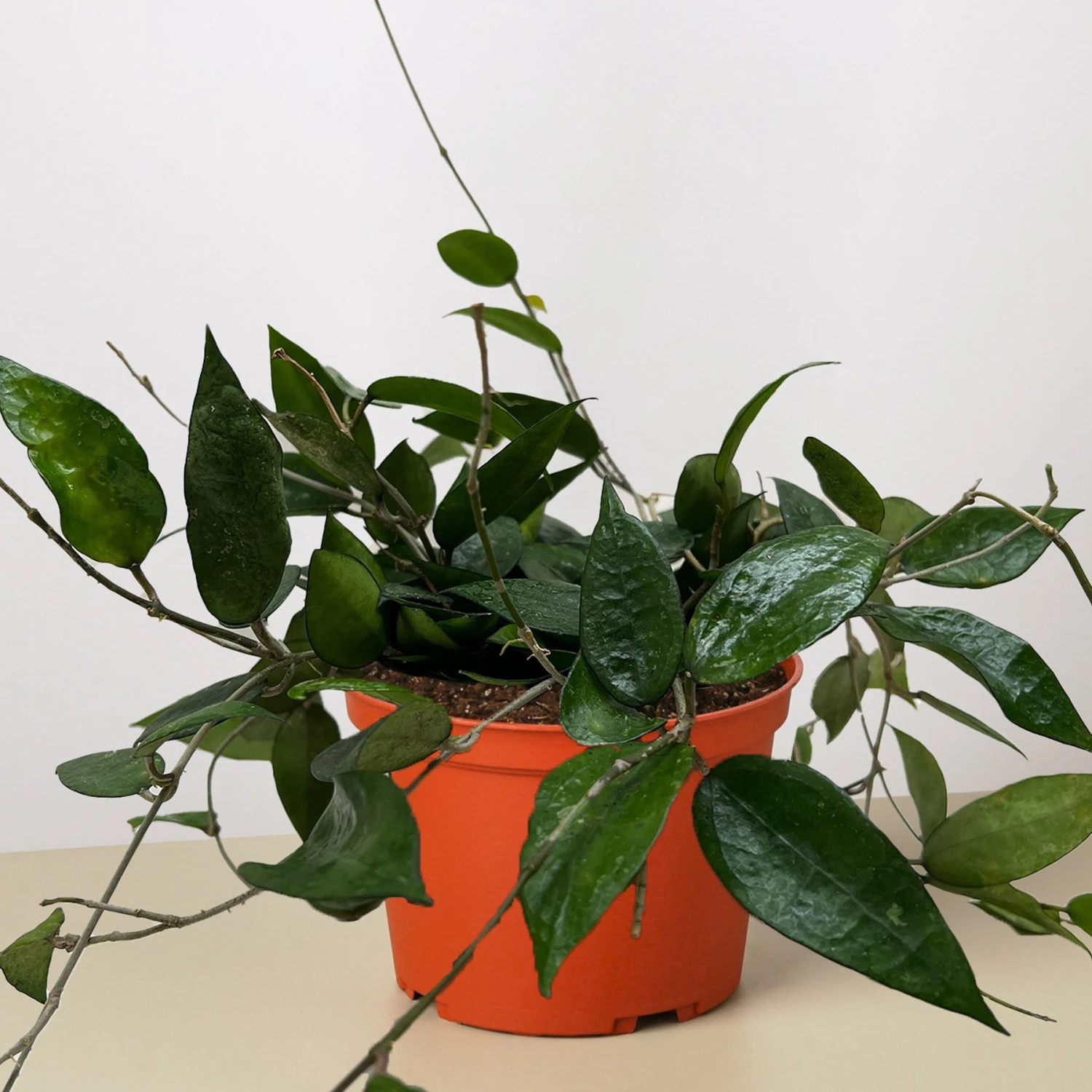 Hoya 'Black Margin' 4 Hoya 'Black Margin' - Image 4