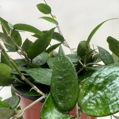 Hoya 'Black Margin' 9 Hoya 'Black Margin' -Plant house 6 HOYA BLACK.MARGIN 2