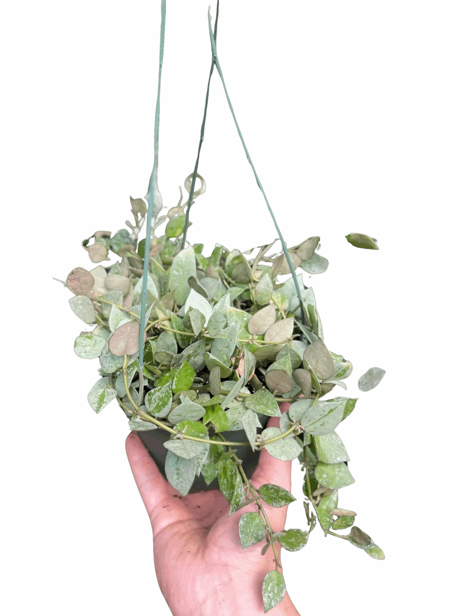 Hoya Krohiana 'Eskimo' 1 Hoya Krohiana 'Eskimo'