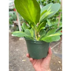 Hoya Heart 'Reverse Variegata' -Plant house 6 HOYA HEART.REVERSE TEMP3