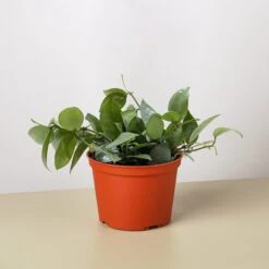 Hoya Krohniana Super Silver 6 Hoya Krohniana Super Silver -Plant house 6 HOYA KROHNIANA.SUPER .SILVER 1