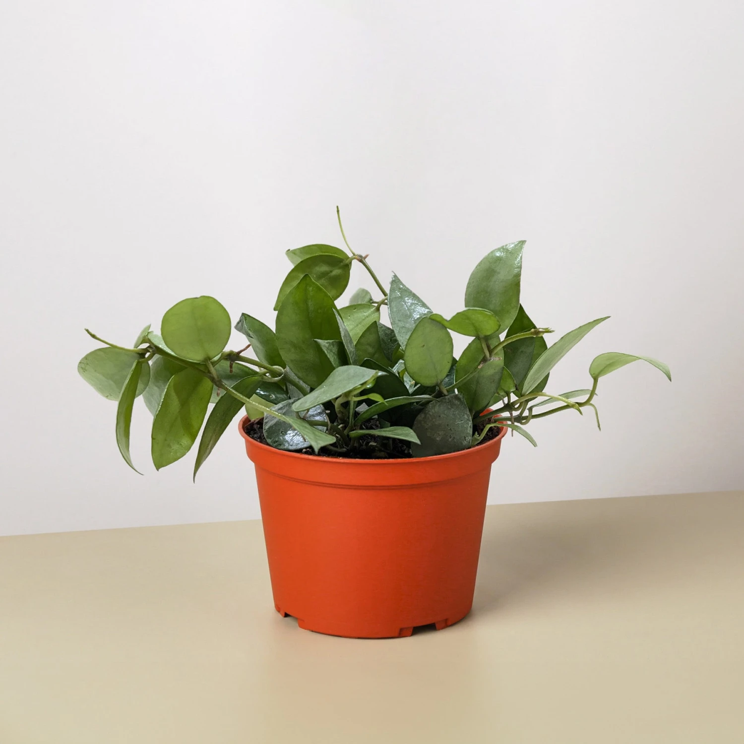 Hoya Krohniana Super Silver 3 Hoya Krohniana Super Silver - Image 3