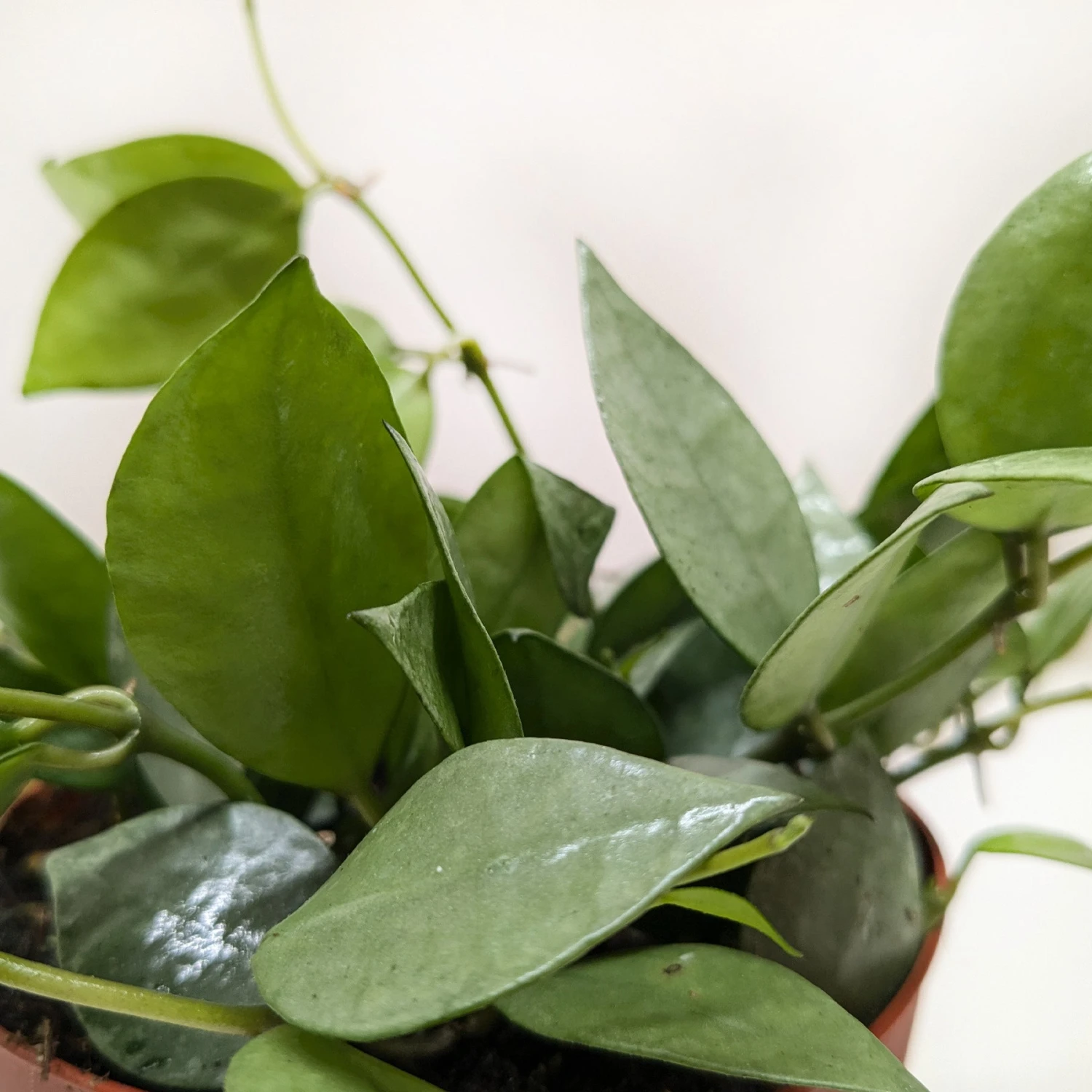 Hoya Krohniana Super Silver 2 Hoya Krohniana Super Silver - Image 2