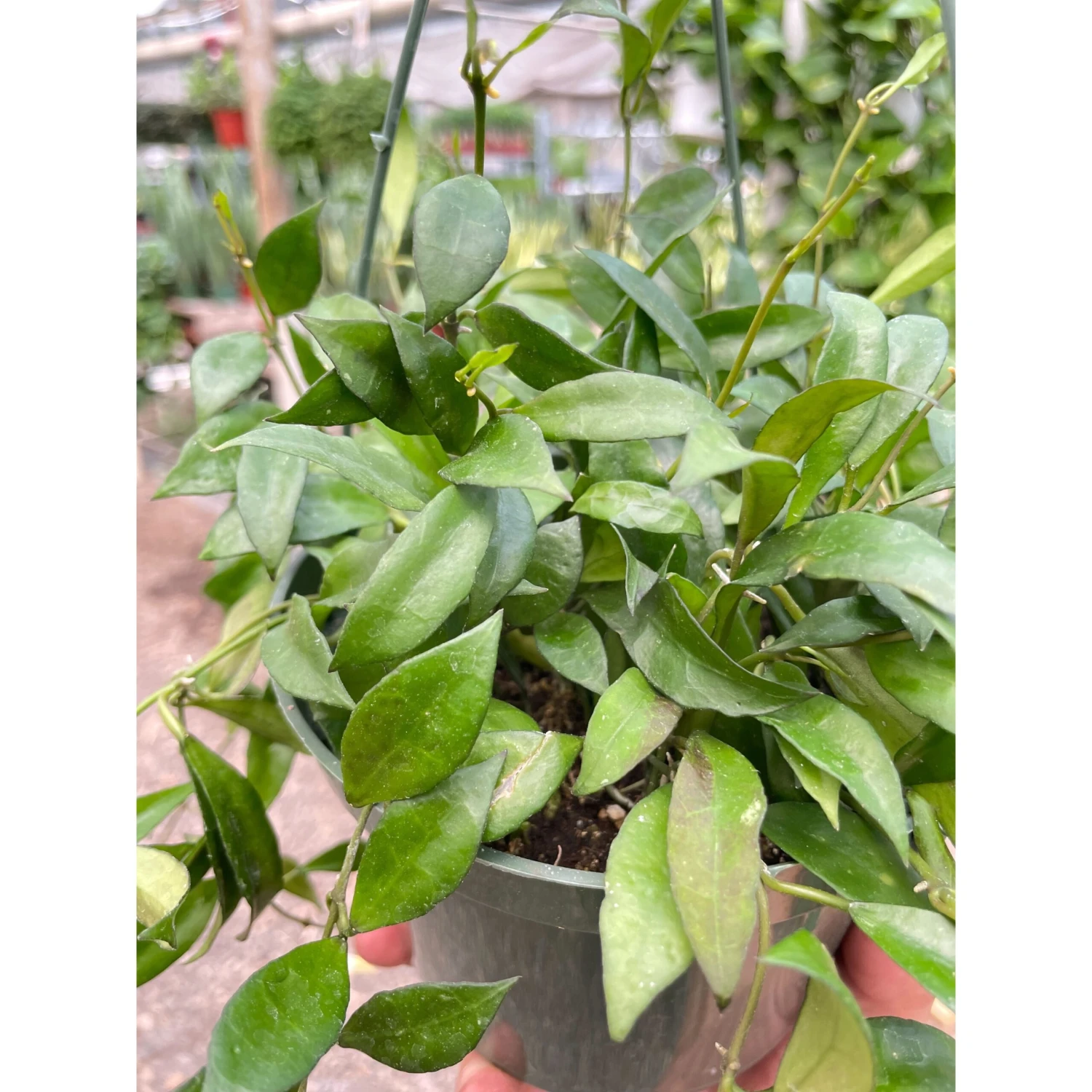 Hoya 'Lacunosa' 2 Hoya 'Lacunosa' - Image 2