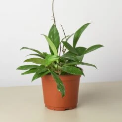 Hoya 'Publicalyx' 10 Hoya 'Publicalyx' -Plant house 6 HOYA PUBLICALYX 1