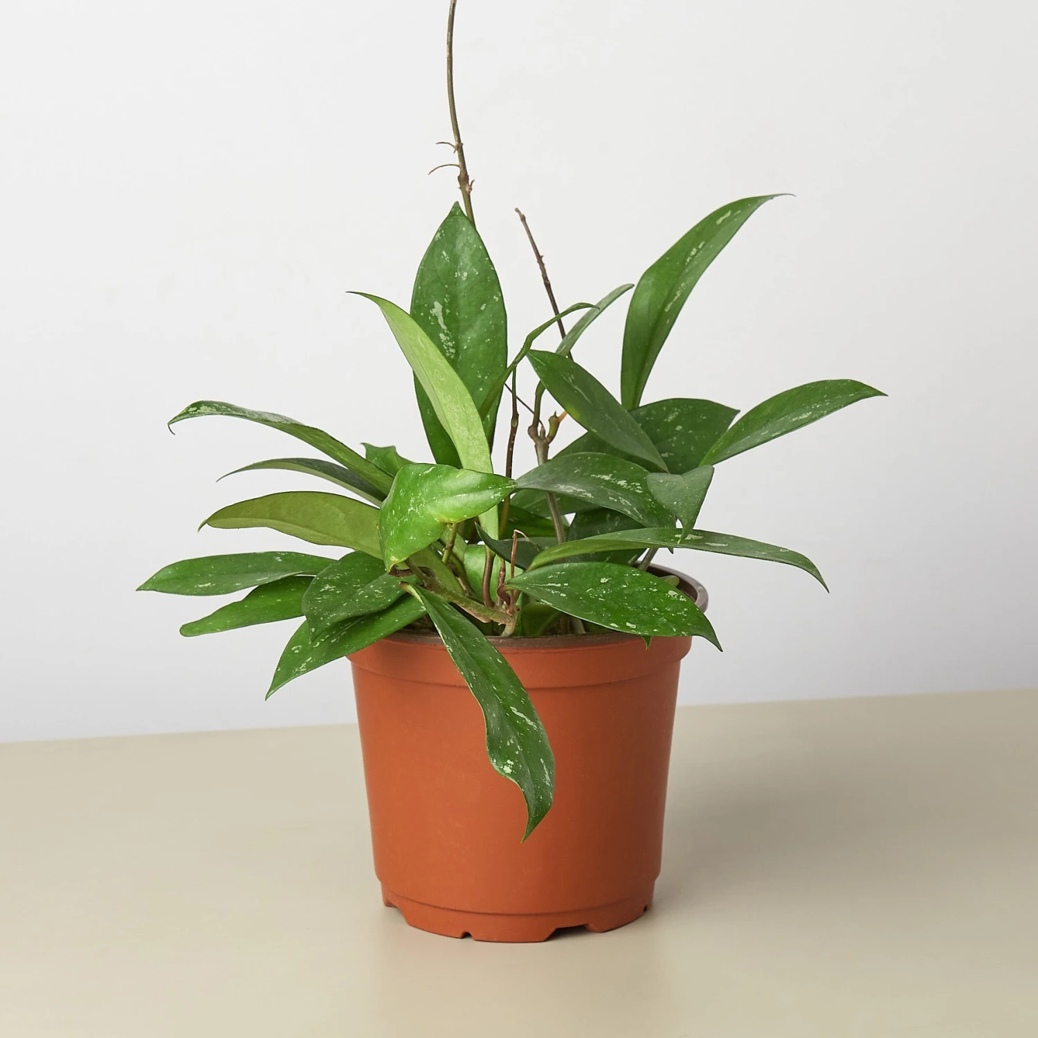 Hoya 'Publicalyx' 4 Hoya 'Publicalyx' - Image 4