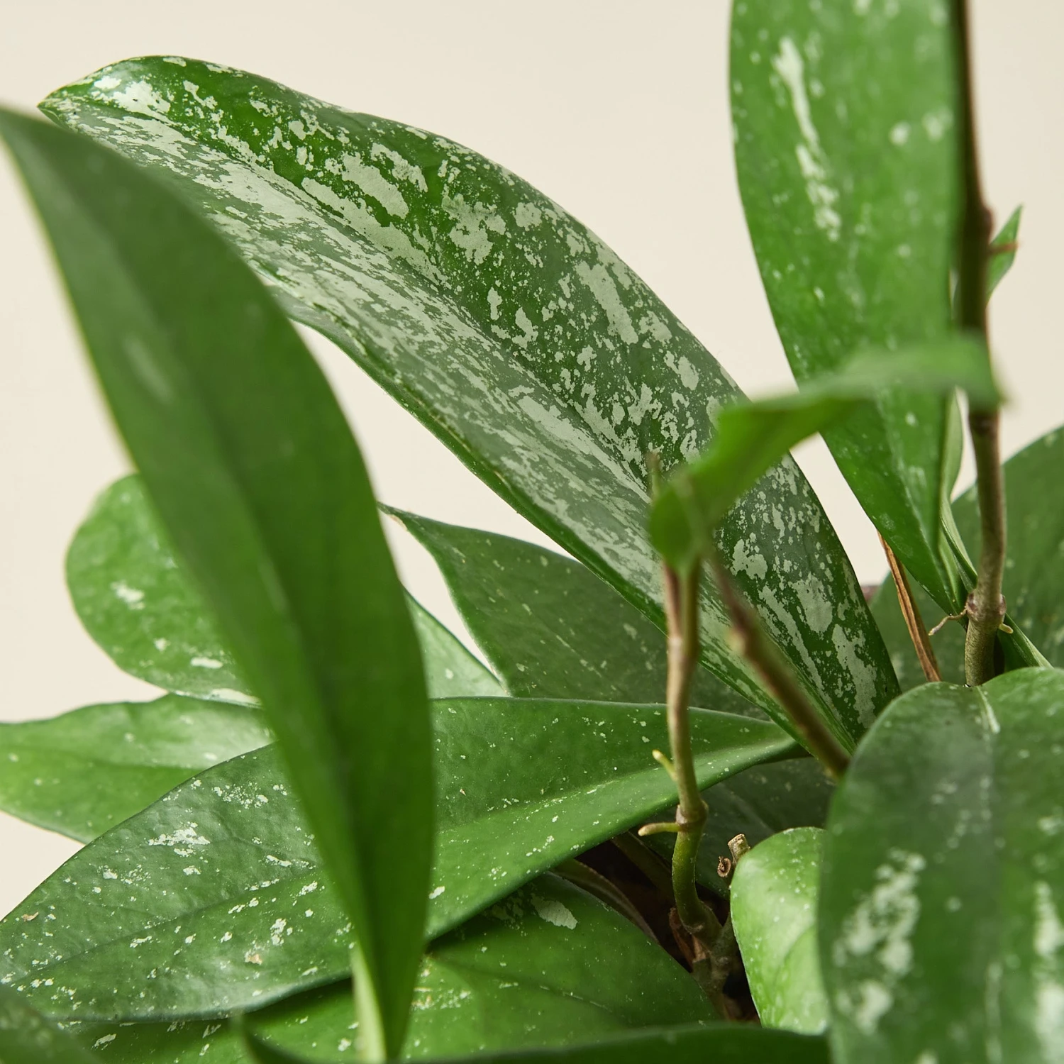 Hoya 'Publicalyx' 5 Hoya 'Publicalyx' - Image 5