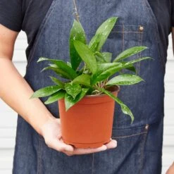 Hoya 'Publicalyx' 12 Hoya 'Publicalyx' -Plant house 6 HOYA PUBLICALYX 3