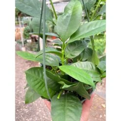 Front Page -Plant house 6 HOYA SHOOTING.STAR TEMP1