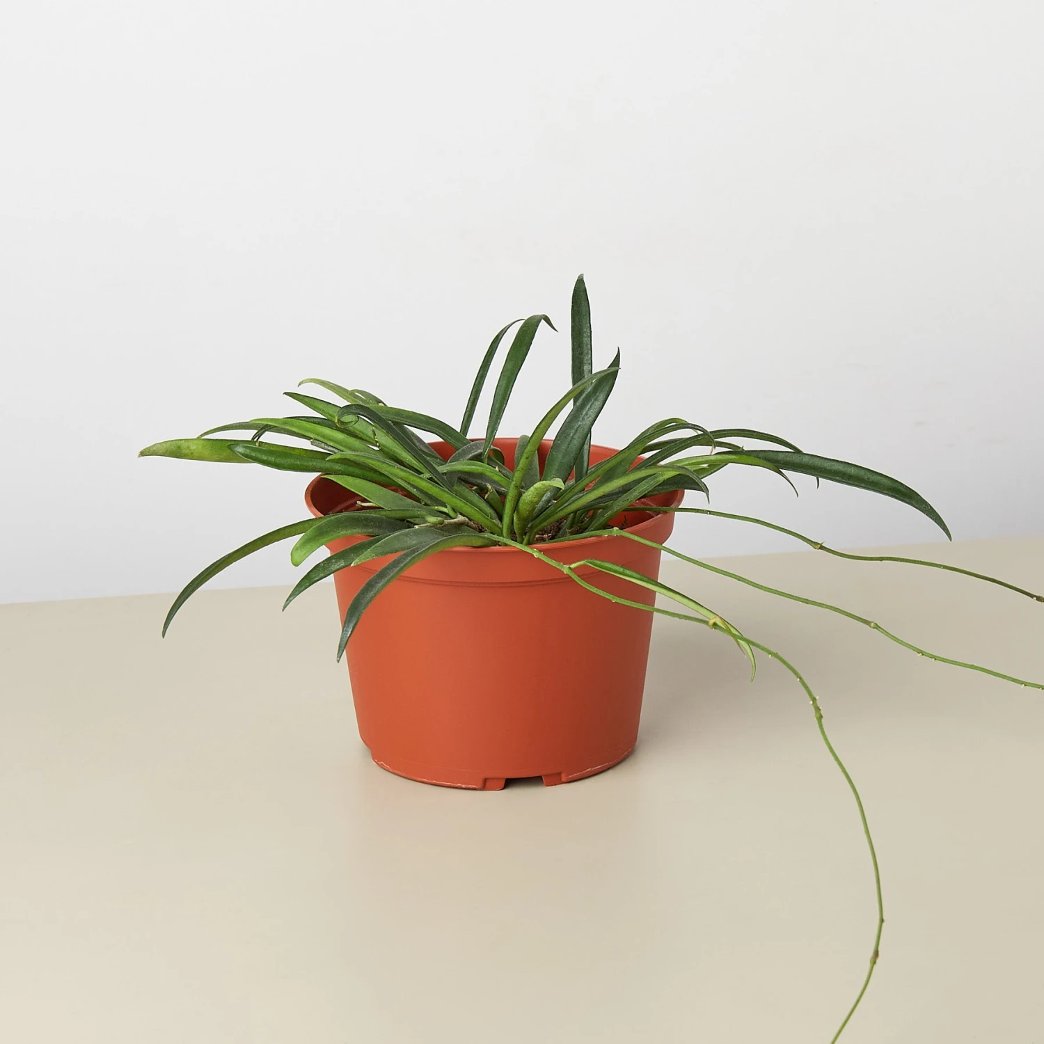 Hoya 'String Bean' - 4" Pot 4 Hoya 'String Bean' - 4" Pot - Image 4