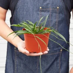 Hoya 'String Bean' - 4" Pot 9 Hoya 'String Bean' - 4" Pot -Plant house 6 HOYA STRINGBEAN 3