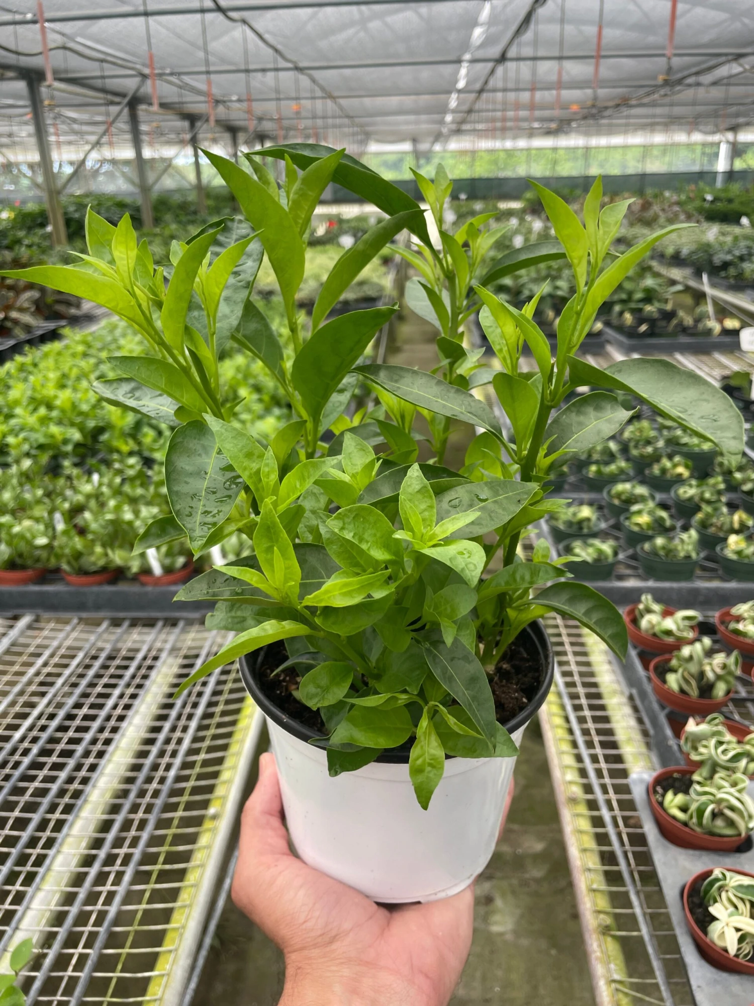 Jasmine Night 1 Jasmine Night