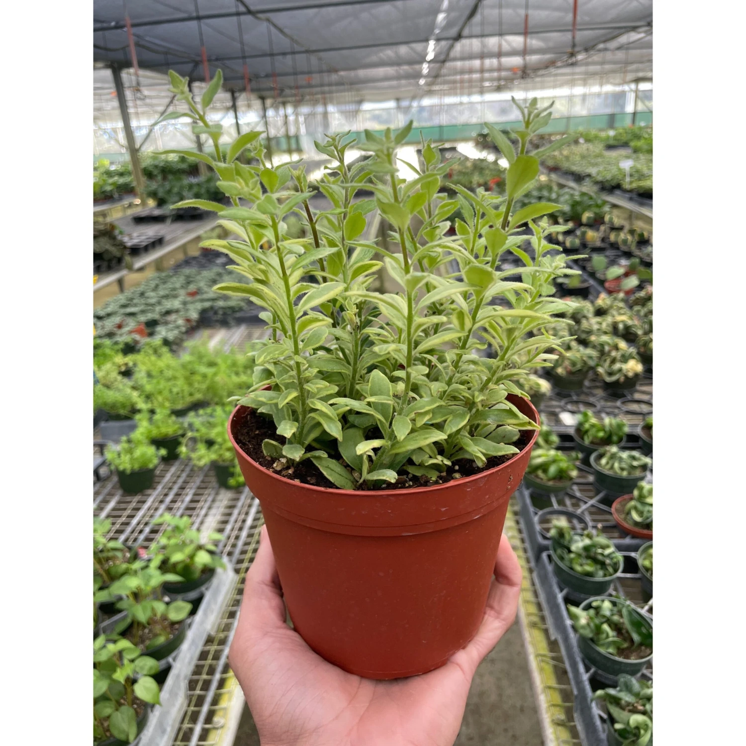 Lipstick 'Bolero Bicolore' 2 Lipstick 'Bolero Bicolore' - Image 2