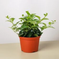 Lipstick Plant 11 Lipstick Plant -Plant house 6 LIPSTICK CLASSIC