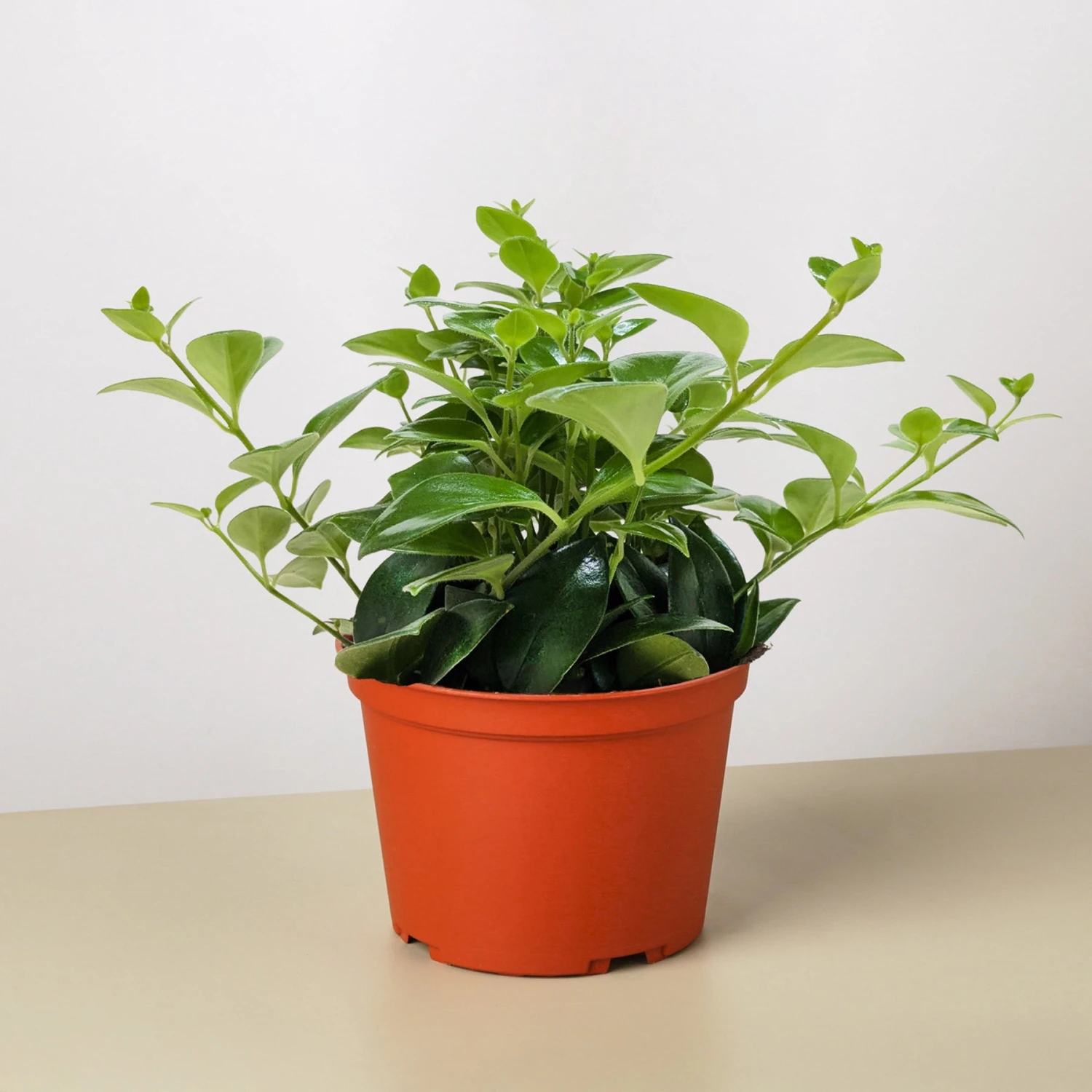 Lipstick Plant 4 Lipstick Plant - Image 4