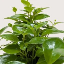 Lipstick Plant 12 Lipstick Plant -Plant house 6 LIPSTICK CLASSIC 2