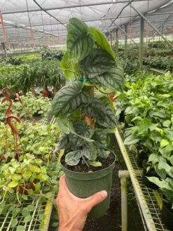 Monstera 'Dubia' (Shingle Plant) -Plant house 6 MONSTERA DUBIA TEMP 6.28.24