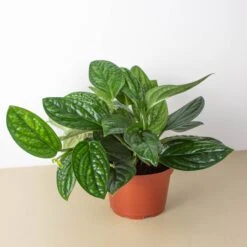 Monstera 'Peru' -Plant house 6 MONSTERA PERU 1