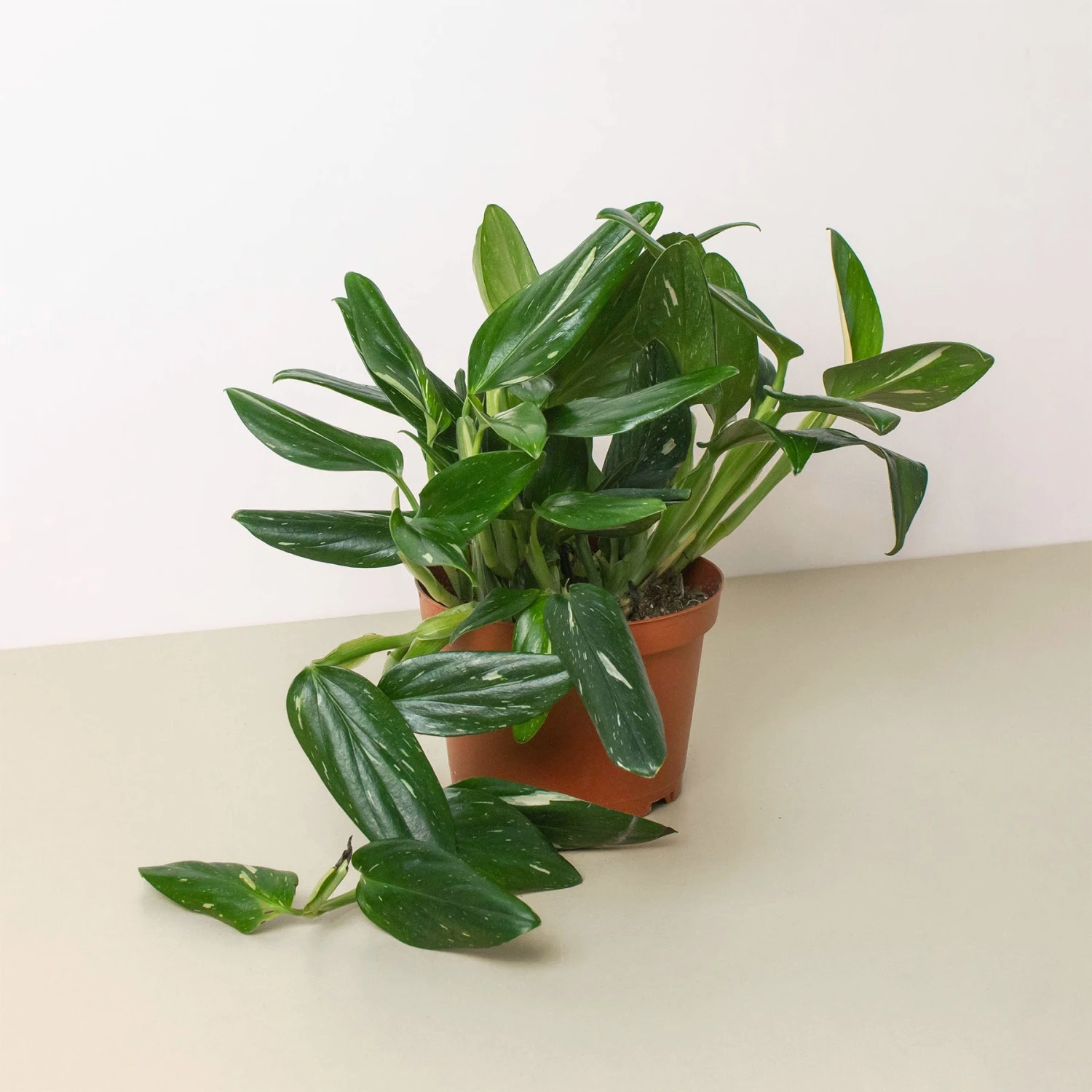 Monstera 'Standeleyana Albo Variegated' 1 Monstera 'Standeleyana Albo Variegated'