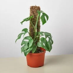 Philodendron Mini Monstera Minima -Plant house 6 Monstera Minima moss backer 94fcce22 6de0 417f 90de bfaeccce65fa
