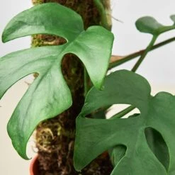 Philodendron Mini Monstera Minima -Plant house 6 Monstera Minima moss backer DETAIL 79acfb9d 6ebd 4c0f a6fb e9de5ee9d26c