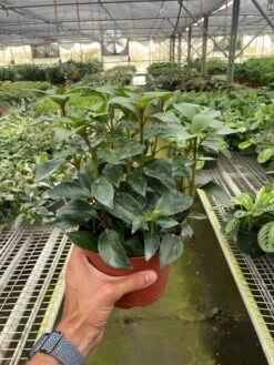 Nematanthus Black Goldfish Plant -Plant house 6 NEMATANTHUS BLACK.GOLDFISH TEMP 7.18.24