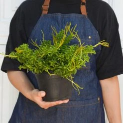 Peperomia 'Axillaris' -Plant house 6 PEPEROMIA AXILLARIS 3