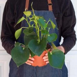 Peperomia 'Raindrop' -Plant house 6 PEPEROMIA RAINDROP 3