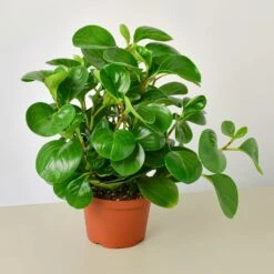 Peperomia Thailand 13 Peperomia Thailand -Plant house 6 PEPEROMIA THAILAND 1 b5954780 9a48 4652 ae6d 3bbde3961ad6