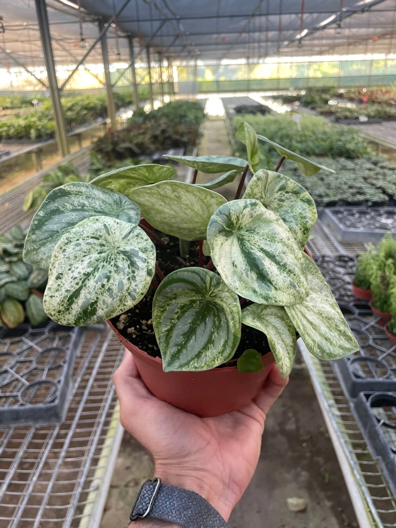 Peperomia 'Watermelon Variegated' 1 Peperomia 'Watermelon Variegated'
