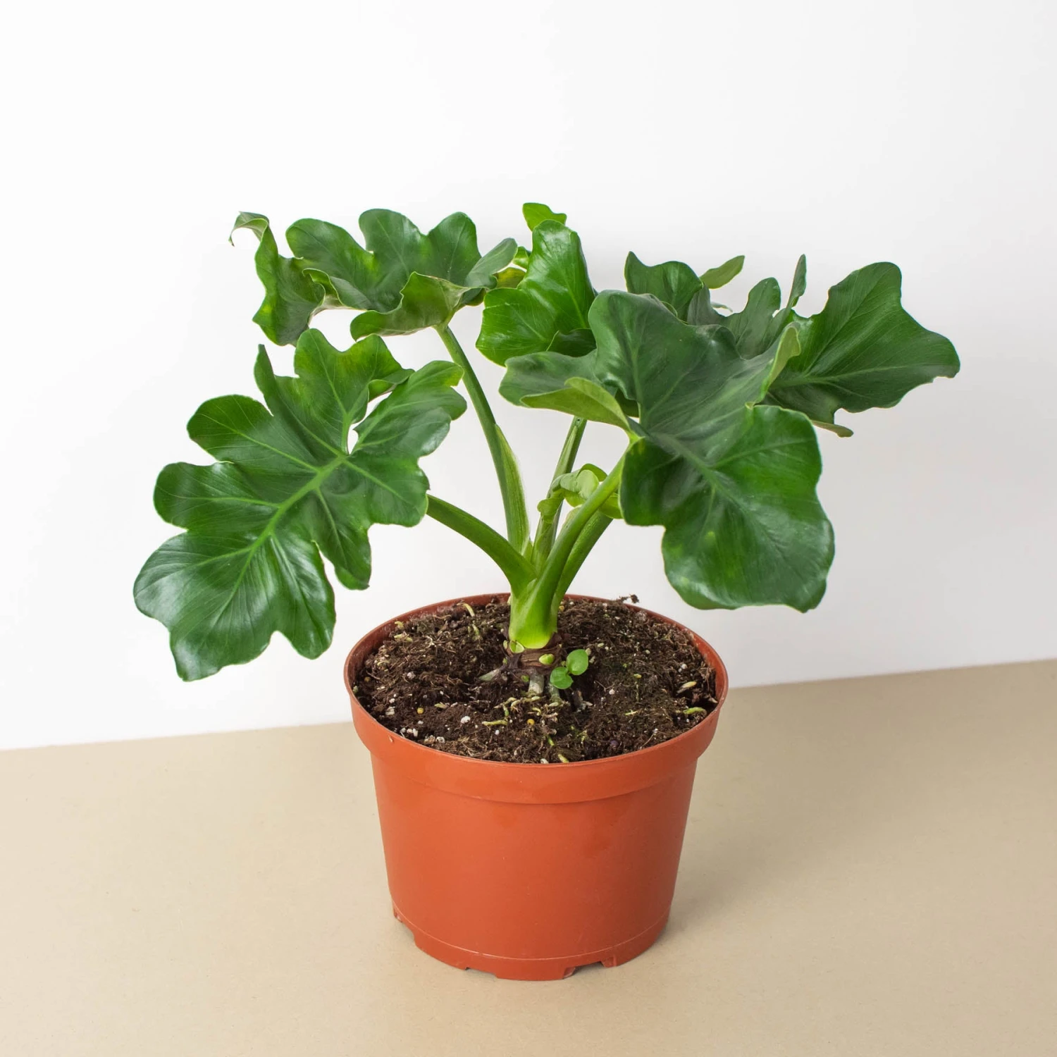 Philodendron 'Atom' 2 Philodendron 'Atom' - Image 2