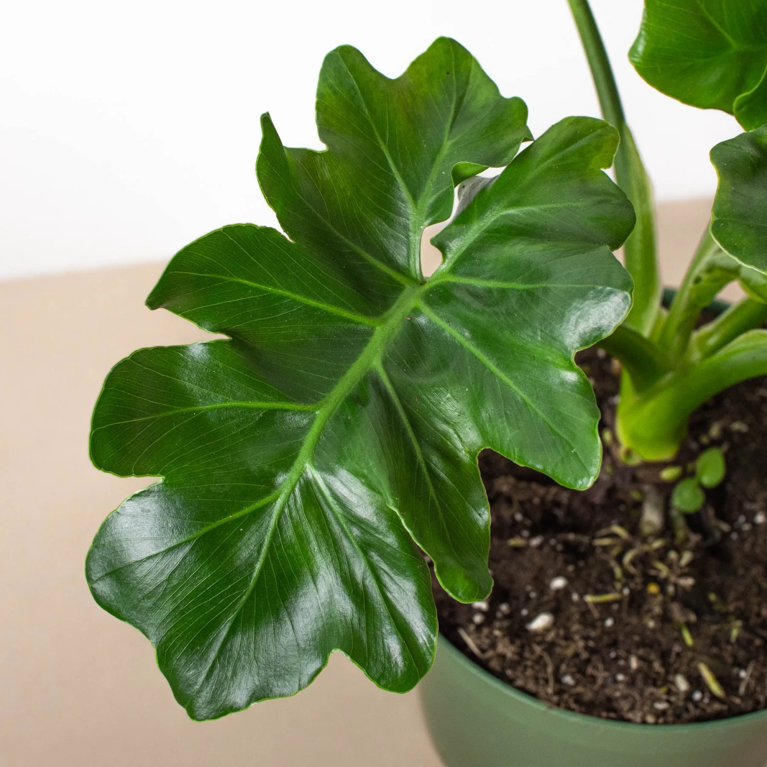 Philodendron 'Atom' 4 Philodendron 'Atom' - Image 4