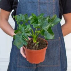 Philodendron 'Atom' 10 Philodendron 'Atom' -Plant house 6 PHILODENDRON ATOM 3