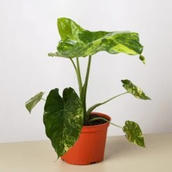 Philodendron Burle Marx Albo 6 Philodendron Burle Marx Albo -Plant house 6 PHILODENDRON BURLE.MARX .ALBO