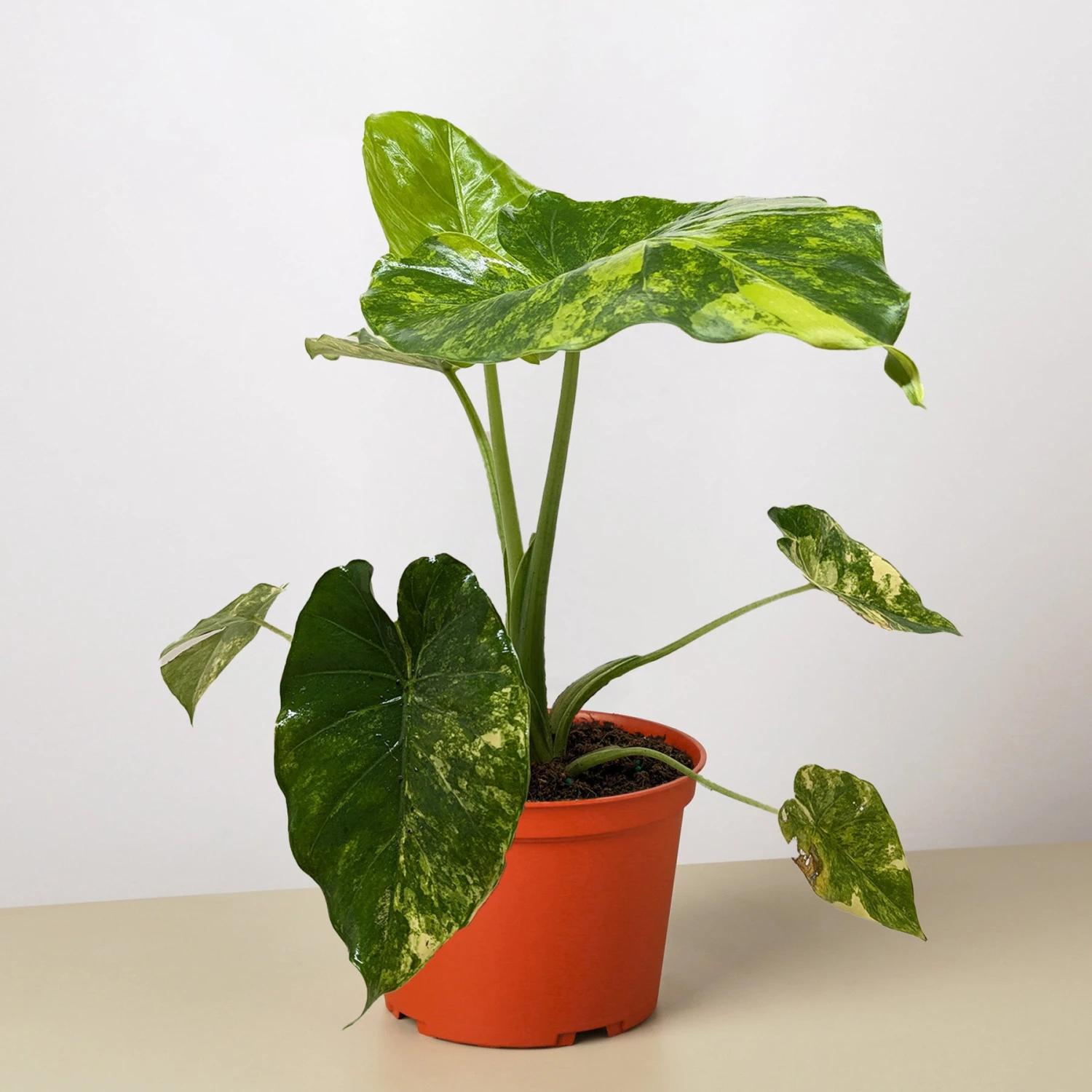 Philodendron Burle Marx Albo 3 Philodendron Burle Marx Albo - Image 3