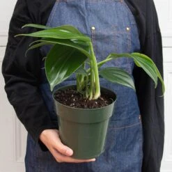 Philodendron 'Dragon Tail' 5 Philodendron 'Dragon Tail' -Plant house 6 PHILODENDRON DRAGON.TAIL 3