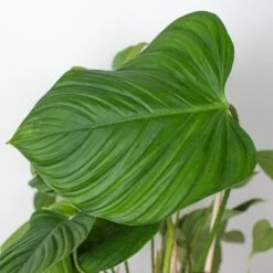 Philodendron 'Fuzzy Petiole' -Plant house 6 PHILODENDRON FUZZY.PETIOLE 2
