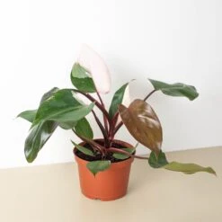Philodendron 'Pink Princess' -Plant house 6 PHILODENDRON PINK.PRINCESS 1