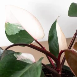 Philodendron 'Pink Princess' -Plant house 6 PHILODENDRON PINK.PRINCESS 2