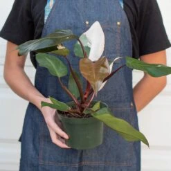 Philodendron 'Pink Princess' -Plant house 6 PHILODENDRON PINK.PRINCESS 3