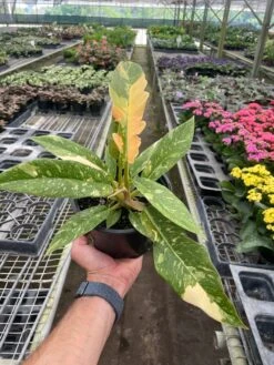 Philodendron 'Variegated Ring Of Fire ' -Plant house 6 PHILODENDRON RING.OF .FIRE TEMP 5.9.24
