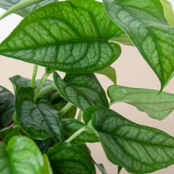 Monstera 'Siltepecana' 11 Monstera 'Siltepecana' -Plant house 6 PHILODENDRON SILTEPECANA 2